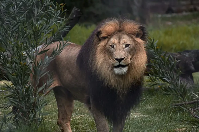 Congo Lion