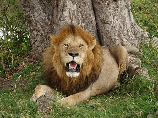 Lion Conservation Lion Conservation