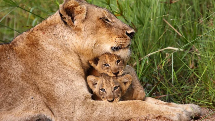 Lions and Cubs Lions and Cubs