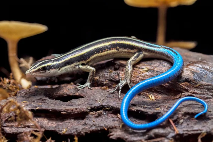 Skink a Secretive Lizard