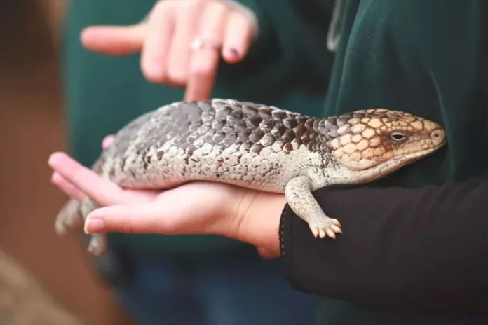 Skink as a Pet